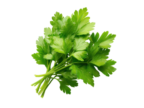 Fresh green parsley herb bunch isolated on black leaf, Isolated, Transparent Png