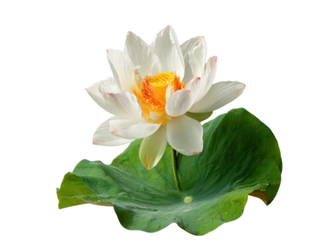 White lotus flower with yellow center and green leaf orange, Isolated, Transparent Png