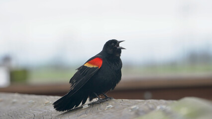 The scarlet Serenate 