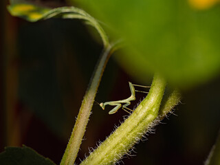 Praying Mantis Camouflaged on a Sunflower Stalk