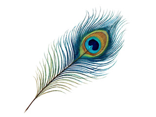 Vibrant peacock feather with iridescent eye detail on black background blue green, Isolated, Transparent Png