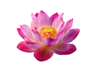 Pink lotus flower with yellow center and delicate petals image, Isolated, Transparent Png