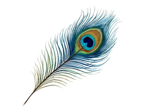 Vibrant peacock feather with iridescent eye detail on black background blue green, Isolated, Transparent Png