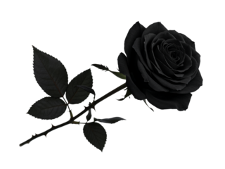 Elegant black rose with detailed petals and leaves isolated on transparent background