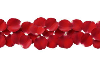 A horizontal line of vibrant red rose petals arranged closely together isolated on transparent background
