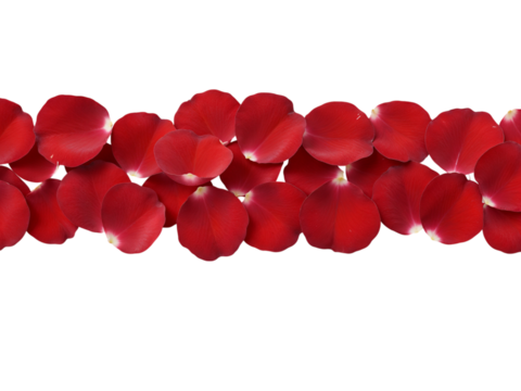 A horizontal line of vibrant red rose petals arranged closely together isolated on transparent background