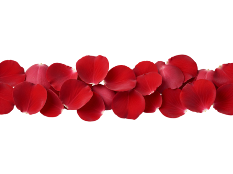 A horizontal line of lush red rose petals scattered across a black background isolated on transparent background - Powered by Adobe