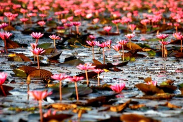 Talay Bua Daeng is considered one of the most beautiful lotus lakes in Asia and a hidden gem of Thailand’s northeast region.