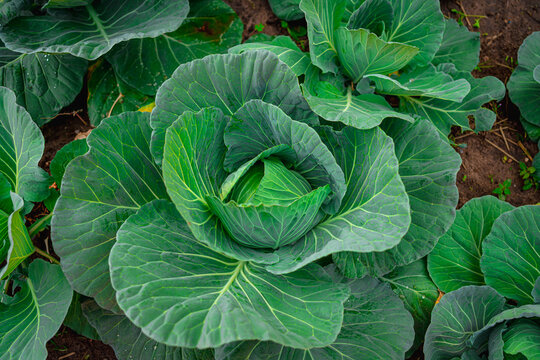 Close-up of a vibrant green cabbage plant growing in rich soil. Perfect for concepts of organic farming, fresh vegetables, healthy eating, agriculture, and natural food production. - Powered by Adobe