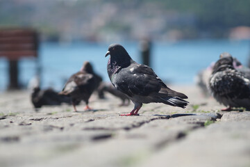 Pigeons wandering near the waterfront on a sunny day