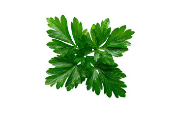 Fototapeta premium 3D Render a green plant with leaves on a white background