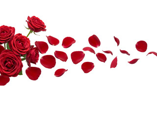 Red roses and scattered petals flowing across a transparent background isolated on transparent background
