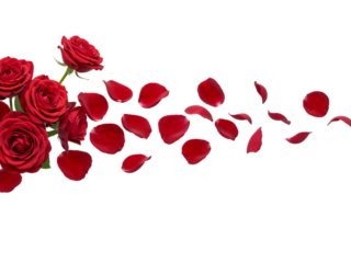 Red roses and scattered petals flowing across a transparent background isolated on transparent background