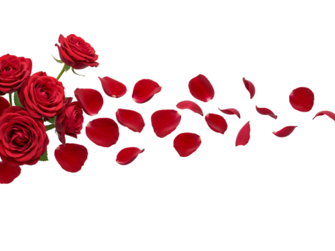 Red roses and scattered petals flowing across a transparent background isolated on transparent background