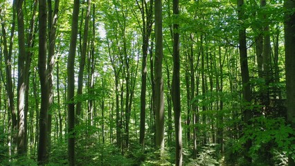 Exploring the lush beauty of a wild deciduous forest during the warm summer season