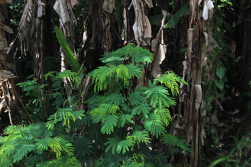 A vibrant green plant with delicate, fern-like leaves thrives amidst the dark brown trunks of...