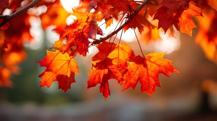 Obraz premium Close up of vivid orange red maple leaves with a soft blurred background capturing the beauty of autumn nature in the warm glow of the sun