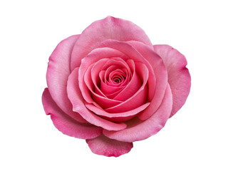 Close up of a delicate pink rose bloom with many petals isolated on transparent background