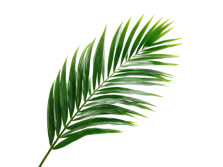 Vibrant green palm frond with delicate white stripes on black leaf, Isolated, Transparent Png
