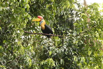 The knobbed hornbill (Rhyticeros cassidix), also known as Sulawesi wrinkled hornbill, is a colourful hornbill native to Indonesia. 