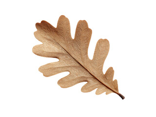 Obraz premium Detailed brown oak leaf with textured veins on black veined, Isolated, Transparent Png
