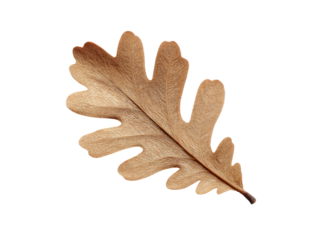 Detailed brown oak leaf with textured veins on black veined, Isolated, Transparent Png