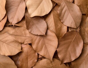 A close-up of dry brown leaves scattered on the ground.