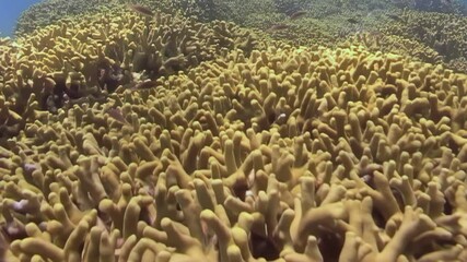 Dive into an underwater wonderland filled with colorful corals and diverse marine life. This enchanting journey navigates the thriving ecosystems of the South China Sea, showcasing nature's beauty.