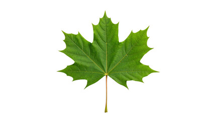 Green maple leaf illustration isolated on transparent background