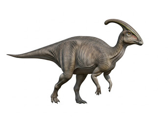 Fototapeta premium parasaurolophus walking calmly in side view isolated on white background