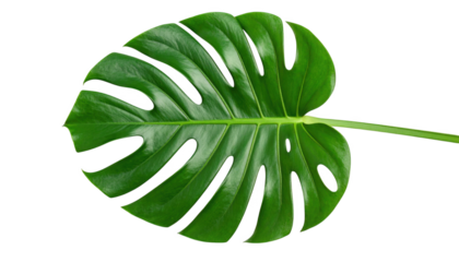 Green monstera leaf  isolated on transparent background