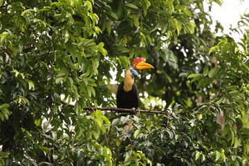 The knobbed hornbill (Rhyticeros cassidix), also known as Sulawesi wrinkled hornbill, is a colourful hornbill native to Indonesia.  © feathercollector