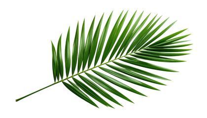 Green palm leaf  isolated on transparent background