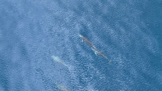 Three Dolphins Cruising Through Tranquil Deep Blue Sea