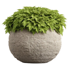 Bright Green Fern in a Speckled Round Pot on Transparent Background