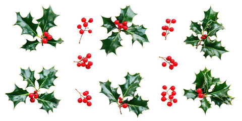 Holly Berries and Leaves  png on White Background
