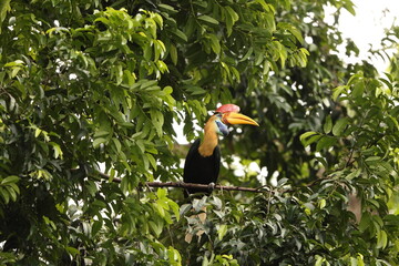 The knobbed hornbill (Rhyticeros cassidix), also known as Sulawesi wrinkled hornbill, is a colourful hornbill native to Indonesia.  © feathercollector