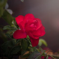 red rose in the garden