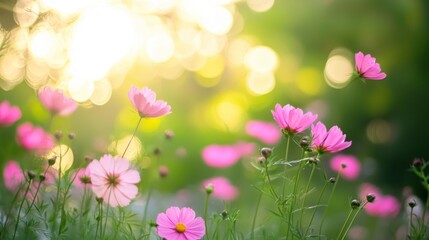 Pink cosmos flowers in a garden with sunlight filtering through the leaves.