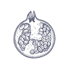 vector vintage drawing fruit, half of red pomegranate with seeds isolated at white background, hand drawn illustration