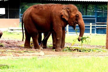 Peaceful Asian elephant lifestyle at ethical rescue center in Thailand