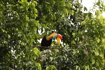 The knobbed hornbill (Rhyticeros cassidix), also known as Sulawesi wrinkled hornbill, is a colourful hornbill native to Indonesia. 