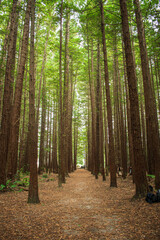 path in the forest