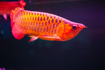 Obraz premium Various Aquatic Animals in Their Natural Habitat
