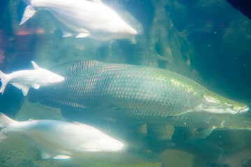 Various Aquatic Animals in Their Natural Habitat