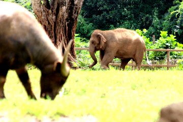 Asian elephant walking in background behind grazing buffalo in Thai sanctuary 