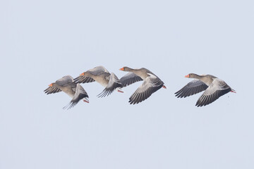 flock of Greylag Goose Anser anser flying in unison in Greifswald, Germany
