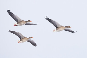 family of Greylag Goose Anser anser in flight in Greifswald, germany