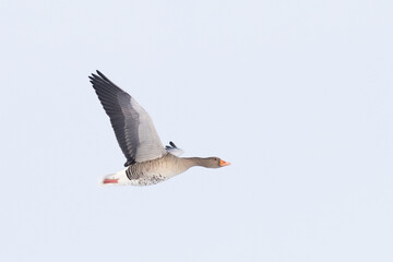 Greylag Goose Anser anser in flight in Greifswald, germany