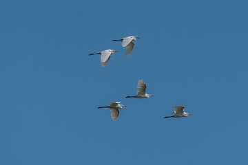 Four White Egrets Soaring Gracefully Against a Clear Azure Sky.